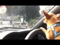 Chihuahua driving a car!!!!