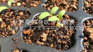 動画で家庭菜園『秋野菜の芽吹きを観察…山潮菜、スイスチャード、ふだん菜』Ｈ29.10.27