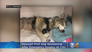 Rescued Wolf Dog Recovering After Emergency Surgery At Csu