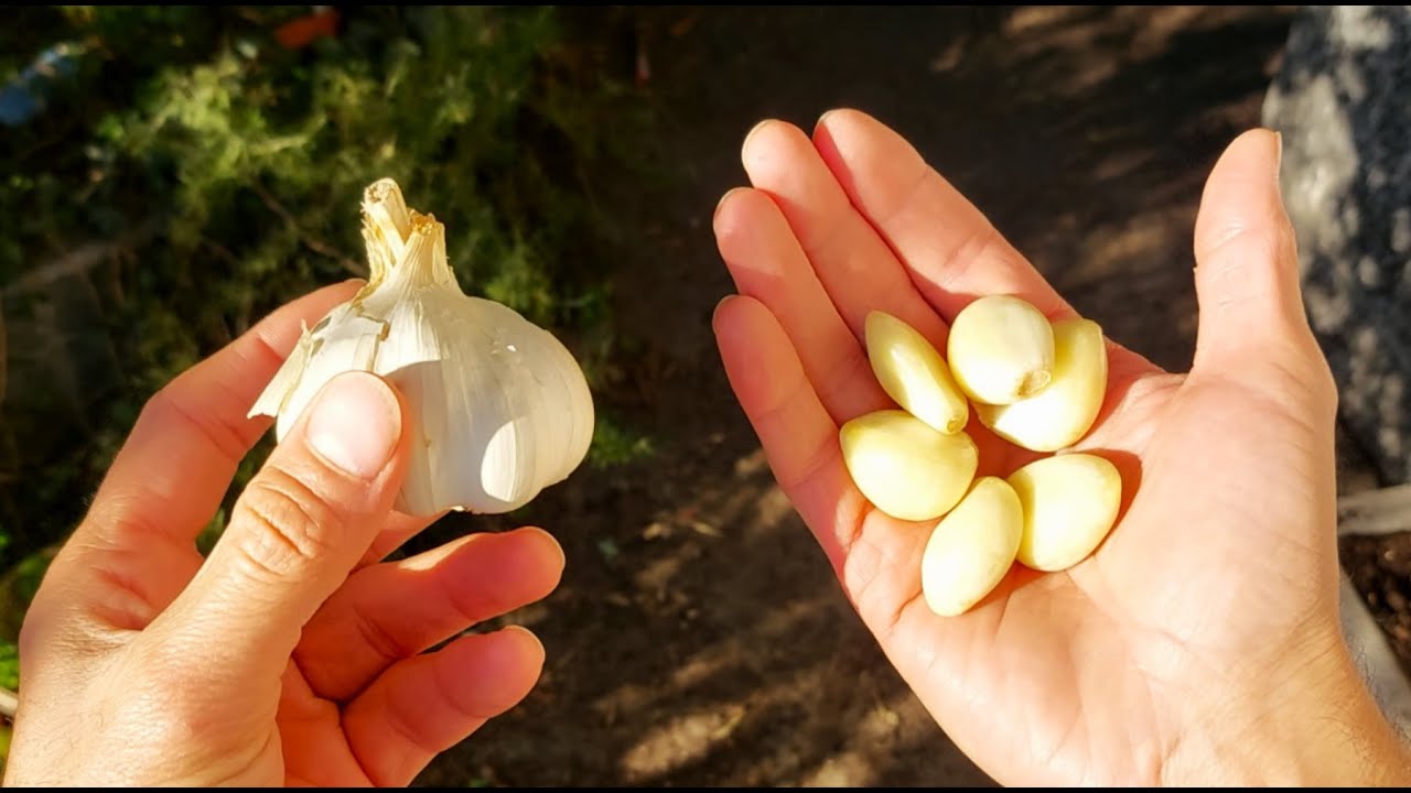 ЧЕСНОК: КАК ЕГО ХРАНИТЬ, чтобы он был СВЕЖИМ И БЕСКОНЕЧНЫМ КРУГЛЫЙ ГОД 2 ГЕНИАЛЬНЫХ И ПРОСТЫХ СОВЕТА