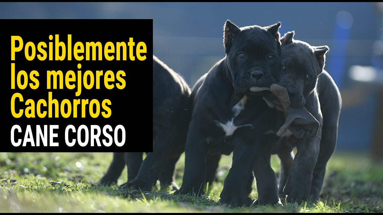 For Sale Cane Corso Barcelona Xman Puppies