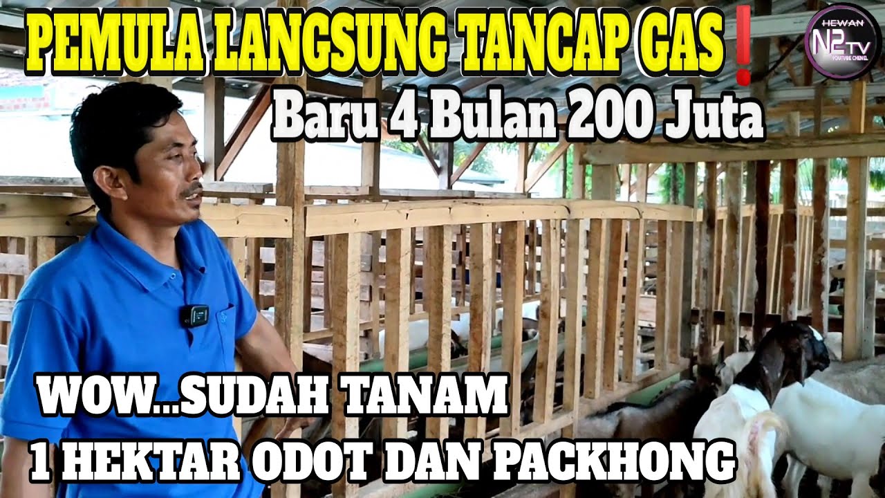 PEMULA GILA BREEDING, Sudah 200 juta Demi Sukses Ternak Kambing 
