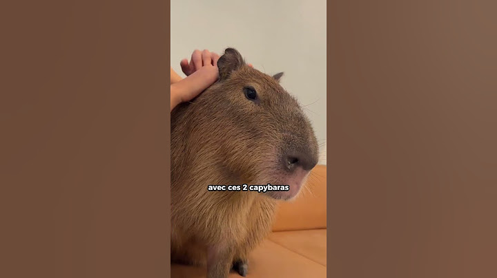 On ADOPTE un CAPYBARA !! 😍🔥 #capybara #japon #humour #drole #blague #couple #shorts