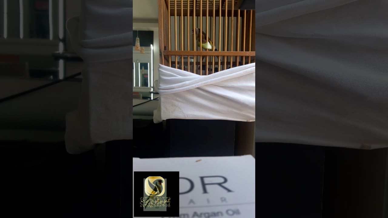 من اقوى اللغة اللبنانيه النادره حسون لغة طوني توما