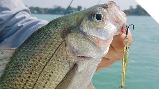 Walleye with Silver Bass Explosion - Jigging the Detroit River