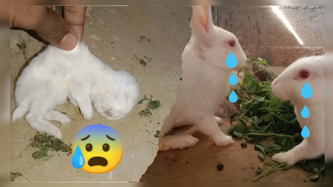 rabbit ka 1 bacha mara hoa nikla😰😰... #mini #minizoo #aseel #love # ...