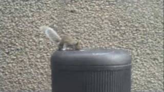 Funny Squirrel in Trash can
