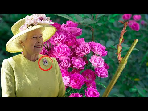 Vídeo: Rose Queen Elizabeth: rainha do jardim