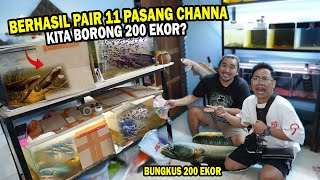 CRAZY!! 11 PAIRS OF CHANNA LIMBATA? WE ARE WHOLESALE FOR 200 IN BANG EKA