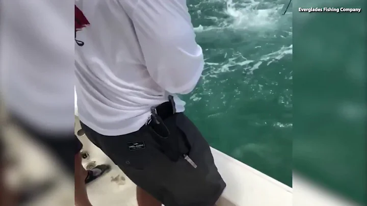 WATCH: 500-Pound Grouper Eats Shark In Front of Florida Fishermen