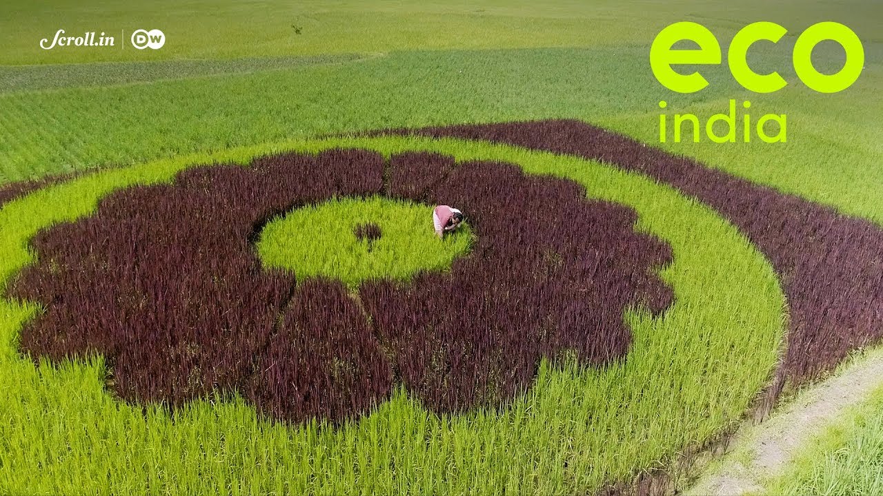 Eco India: Meet the farmers who are preserving India's heirloom rice varieties one seed at a time