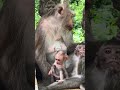 親子ザルが楽しそうに遊ぶ🐒💕 ~ Wat Phnom にて