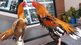 AYAM EKOR BANGKOK, ASAL USUL, CIRI-CIRI DAN CIRI-CIRINYA