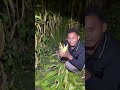 Nyuar jagung #kebun #ladang #petanimuda