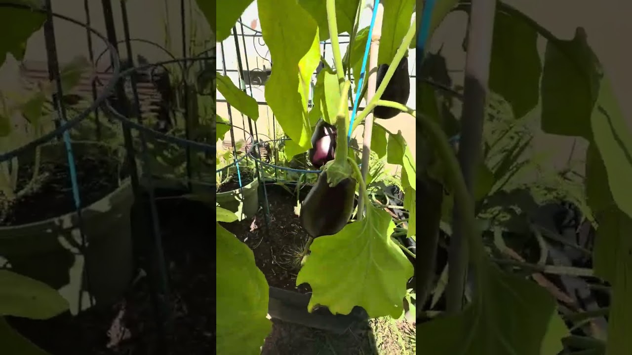 August 26 Garden tour zone 6B or seven a, northern New Jersey ￼