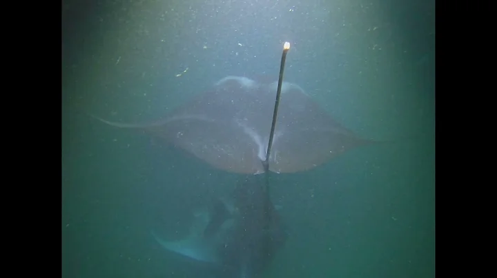 Manta Ray Snorkle