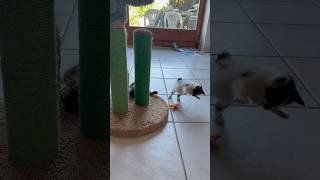 J’ai enfin trouvé tous les prénoms pour les chatons 😸. #chat #chaton #catlover