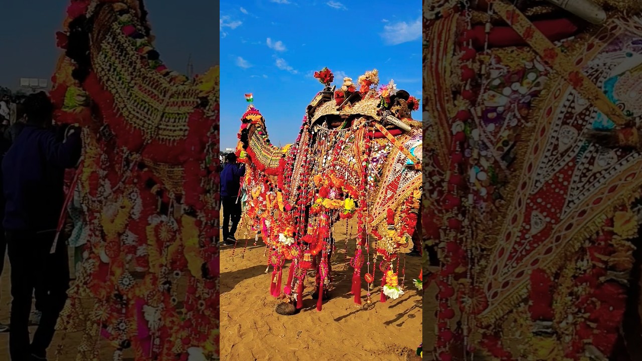 Camel decoration | 