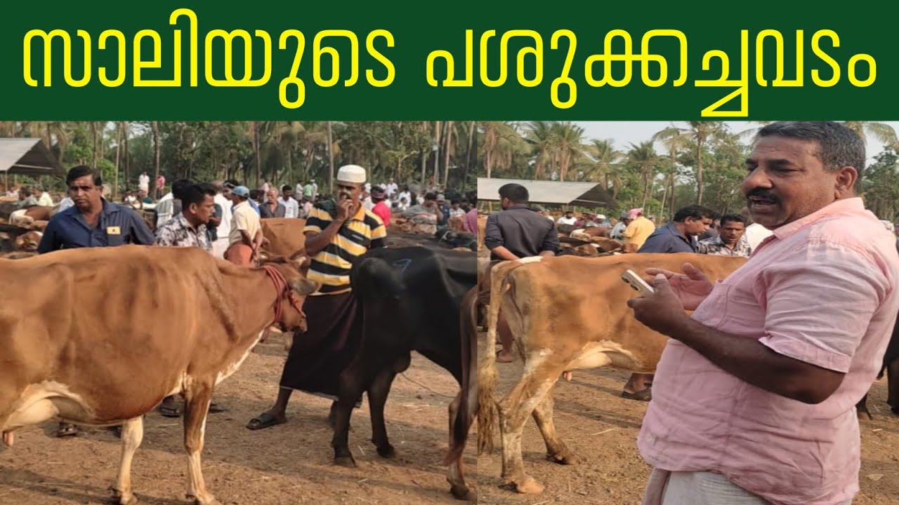 സാലിയുടെ പശുക്കച്ചവടം#simple_work യൂട്യൂബ് ചാനൽ