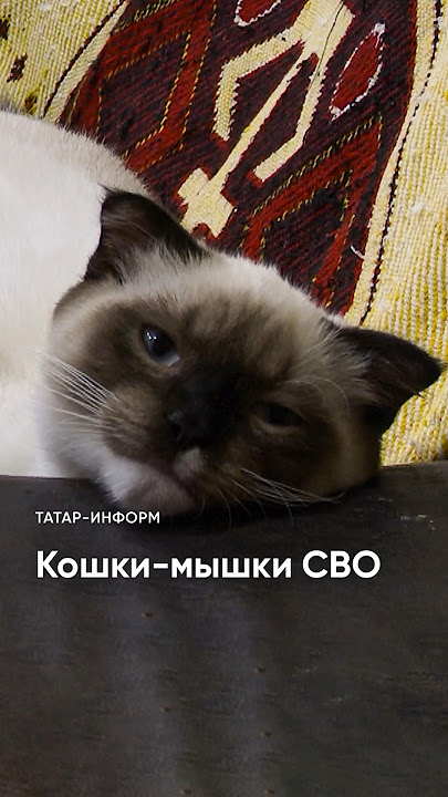 Орыстың үлкен емізіктері