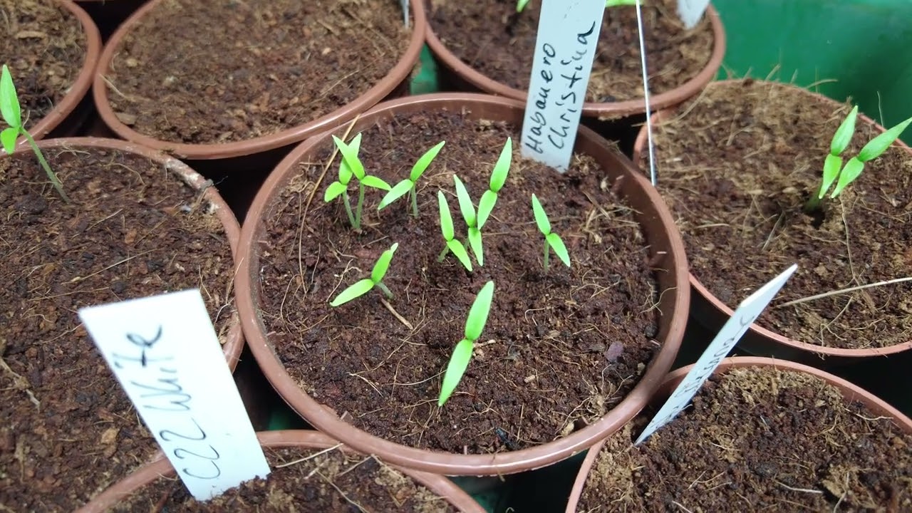 95 Prozent Chili-Keimquote: Habanero Ivory ist gekeimt