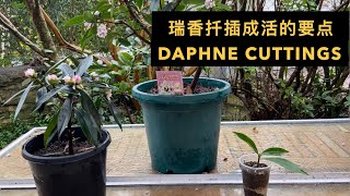 Gs-33 瑞香扦插成活的两大要点 Daphne Odora Perfume Princess