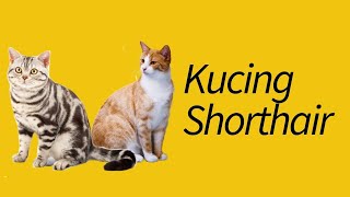 7 Jenis Kucing Shorthair—LUCU SEMUA!