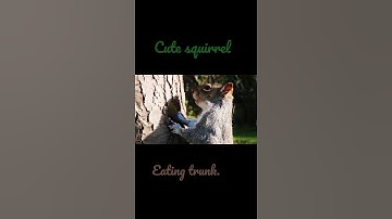 cute squirrel eating tree trunk.