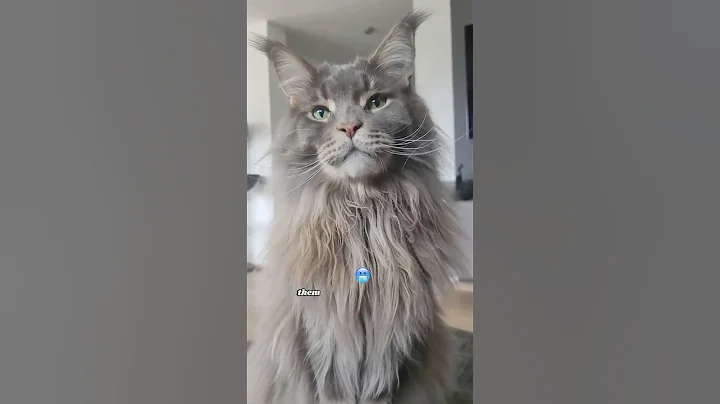 Watch the video about Curious About Maine Coons? Discover Their Charm and Care Needs #mainecoon #mainecooncat #catbreed