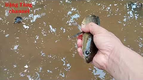 Cá chuối đắm đuối vì con, thả cá mẹ về với đàn con#youtube