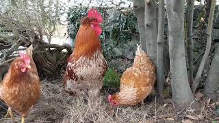 Relaxing free range chickens and rooster without loud noises - Real Chicken ASMR
