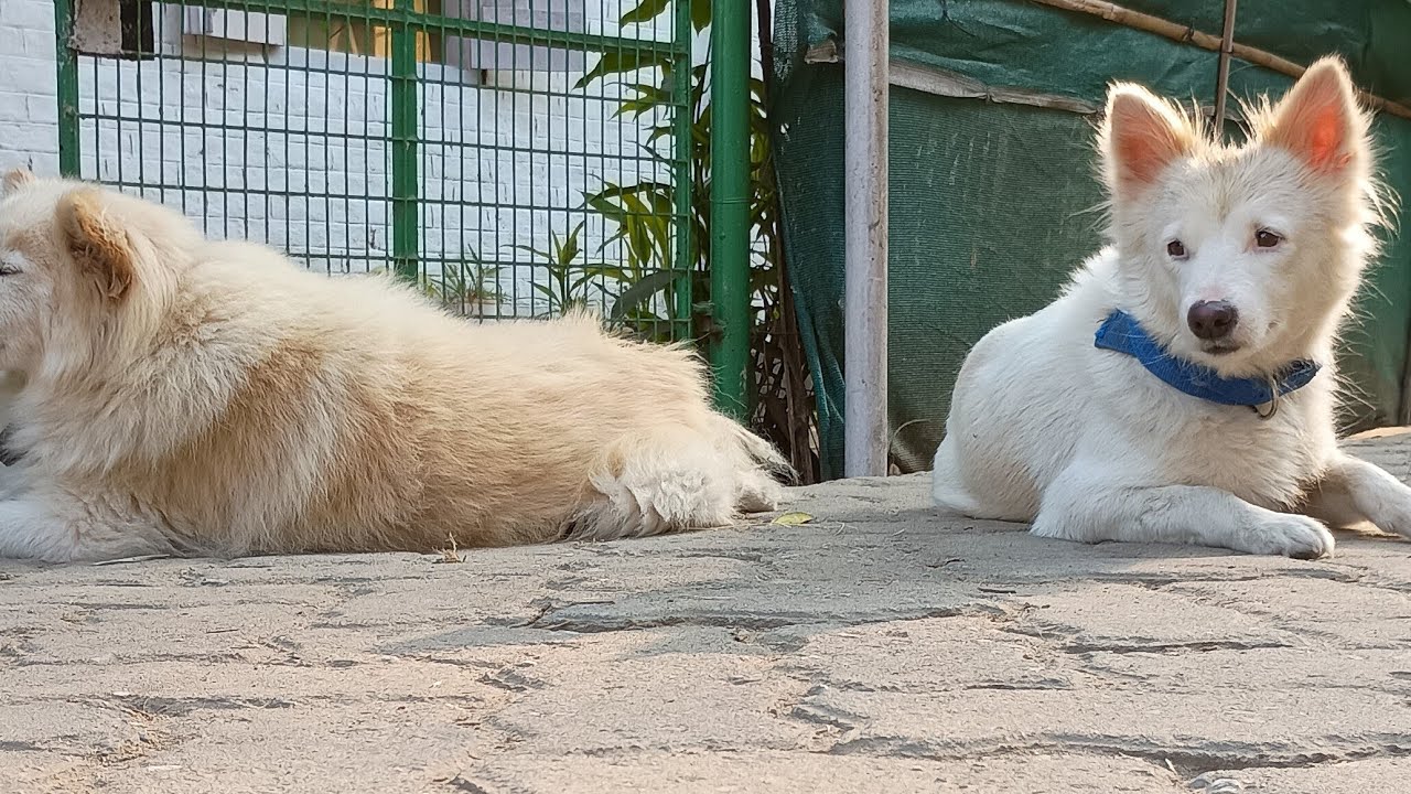 Life with Dogs is live coco chiku tuntuni coco kindness