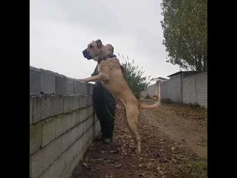 iranian mastiff dog