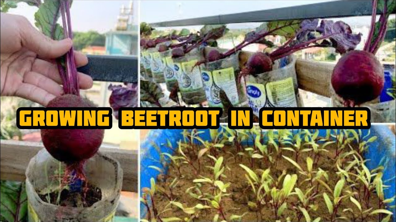 5 Tips to Growing beetroot in container |growing perfect beetroot every ...