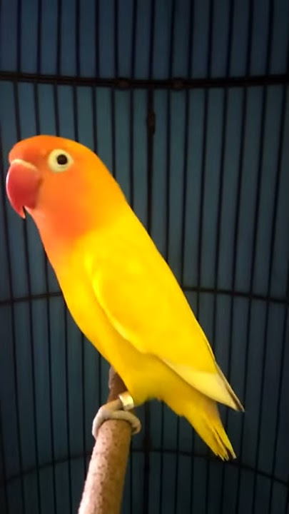Lovebird lutino ngekek panjang
