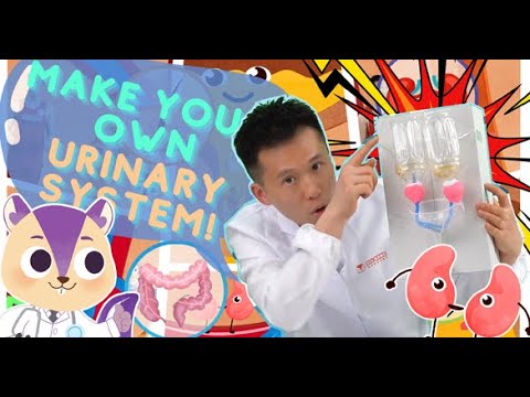 Biology | DIY Urinary System | Human Body | Experiment | Arts & Crafts | Science For Kids