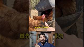 👉 Amazing Tree Chicken Farm Idea | Smart Poultry Farming in Small Space 🐔🌳 #ChickenFarm #TreeFarming
