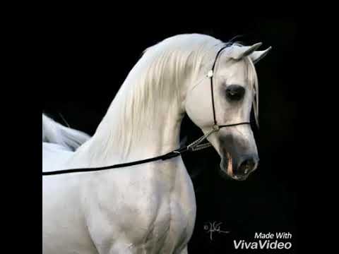 يسعد صباح كل غالي