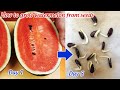 How to grow watermelon from seeds