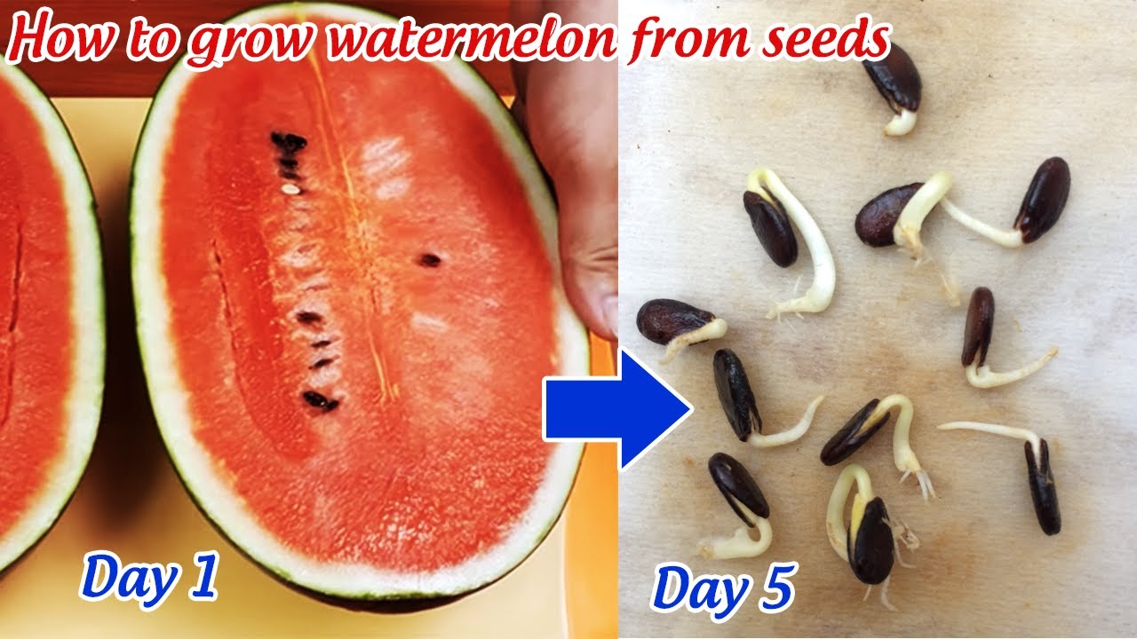 watermelon growing process