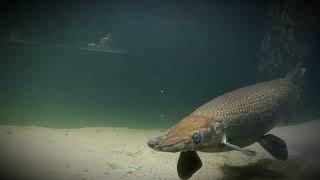 Alligator Garrrr..fish World 2