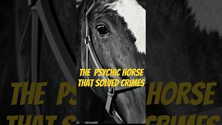 The Psychic Horse That Solved Crimes?! 🐴🔮 #truestory #viralvideo #shorts