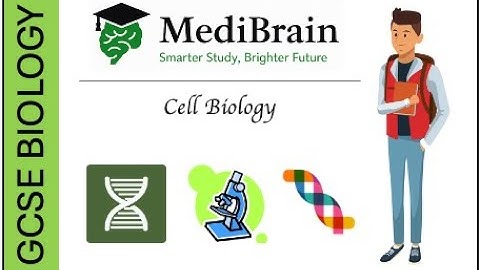 GCSE Biology: Chromosomes and Mitosis Exam Questions