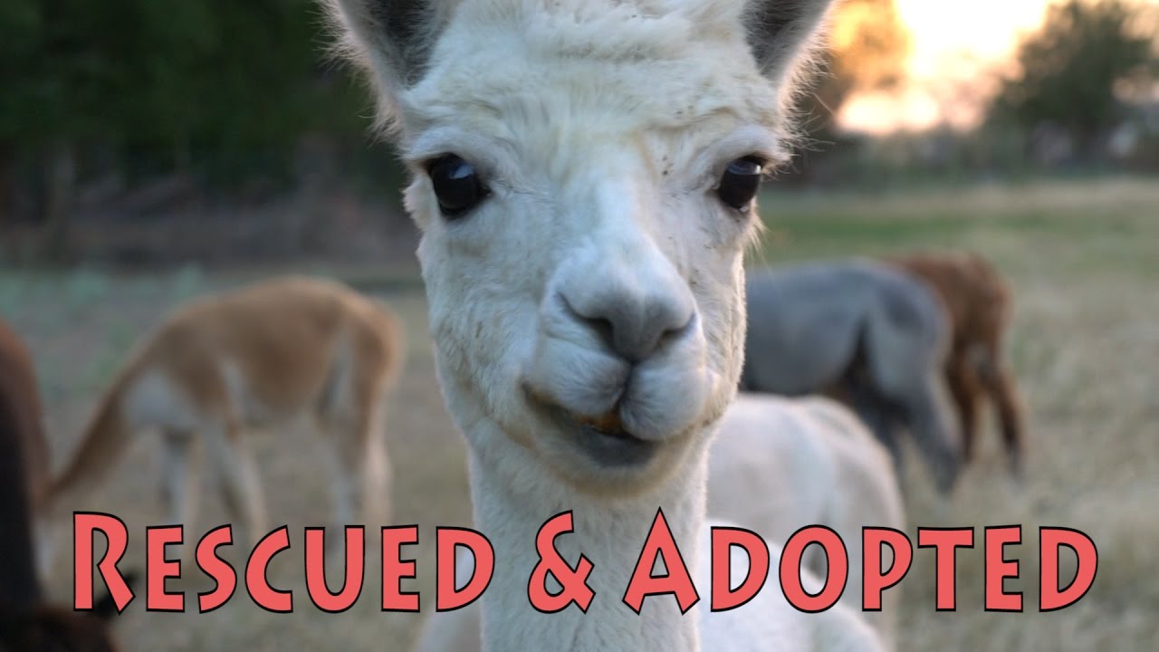 pets at home Adoption Stories | Pets Add Life