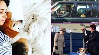 Luxury in Kensington Palace: Meghan Markle's beagle Guy was days away when she rescued him Luxury in Kensington Palace: Meghan Markle's beagle Guy was days away when she rescued him