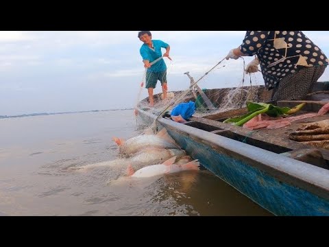 Download Nhứt Xẩm Nhì Hừng, Bầy Cá Sa Lưới Con Nào Con Nấy To Đùng #66TV #sănbắtđồngtháp #mekongriverfish