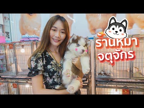 VLOG #13 ร้านหมา จตุจักร น้องหมามาใหม่น่ารักๆ เฟรนช์บูลด็อก บีเกิล ไซบีเรียนฮัสกี