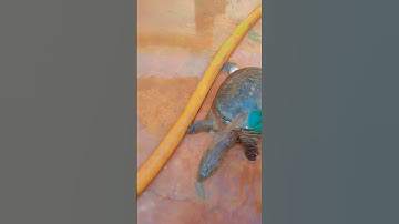 "Tuk Tuk Turtle Ne Aaj Kya Kiya? 😱 | Cuteness Overload! 🐢❤️ #shorts" #funny #bakwaasbatein