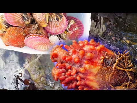 Video: Tarak - qabıqlı balıq və delikates