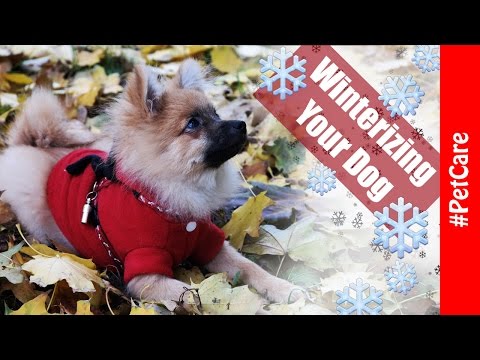 How to Prepare for Winter with Your Small Sized /Pomeranian/ Dog - Pet Care
